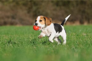 כלב משחק עם כדור