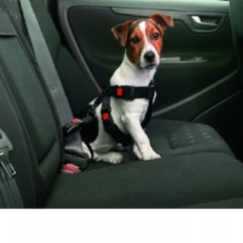 חגורת בטיחות לרכב לכלב קטן – Karlie