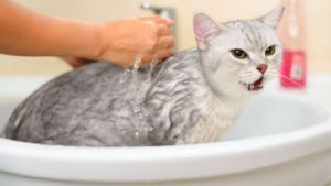 לקלח חתול