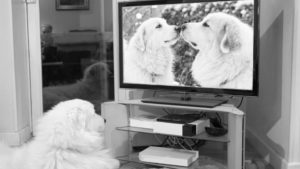 כלב צופה בטלוויזיה