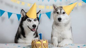 יום הולדת לכלב