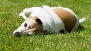 כלב שוכב על הדשא