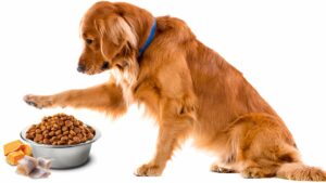 תזונה בריאה לכלבים