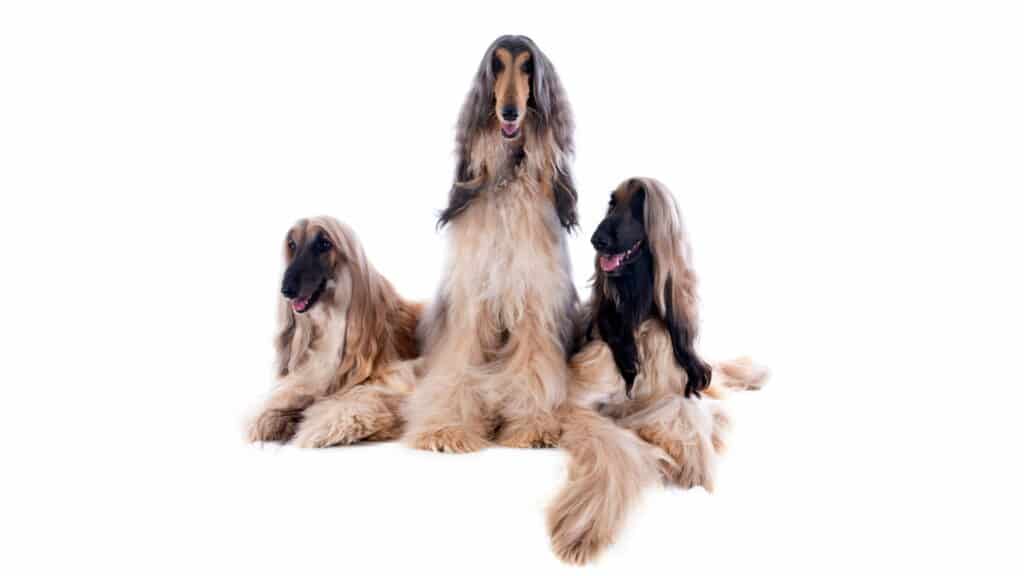 3 כלבים מגזע רועה אפגני