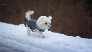 כלב עם מעיל בשלג