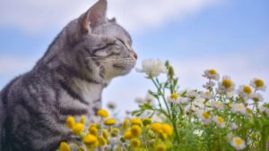 חתול מריח פרחים