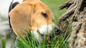 כלבים אוכלים דשא