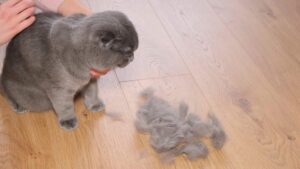 נשירת שיער אצל חתולים