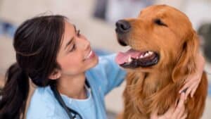 מחלת אדיסון בכלבים- בדיקה אצל וטרינר