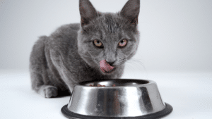 אוכל רטוב | שימורים לחתולים