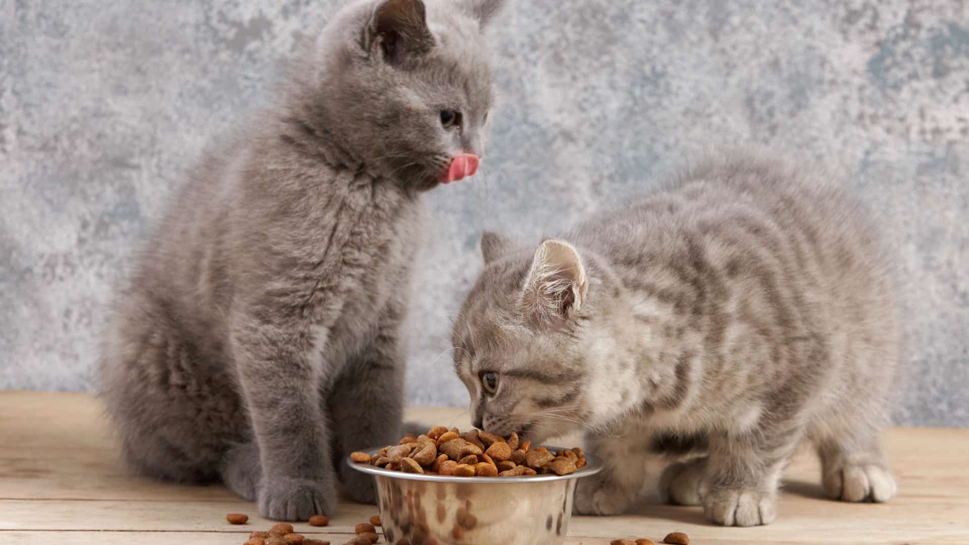 גורי חתולים אוכלים