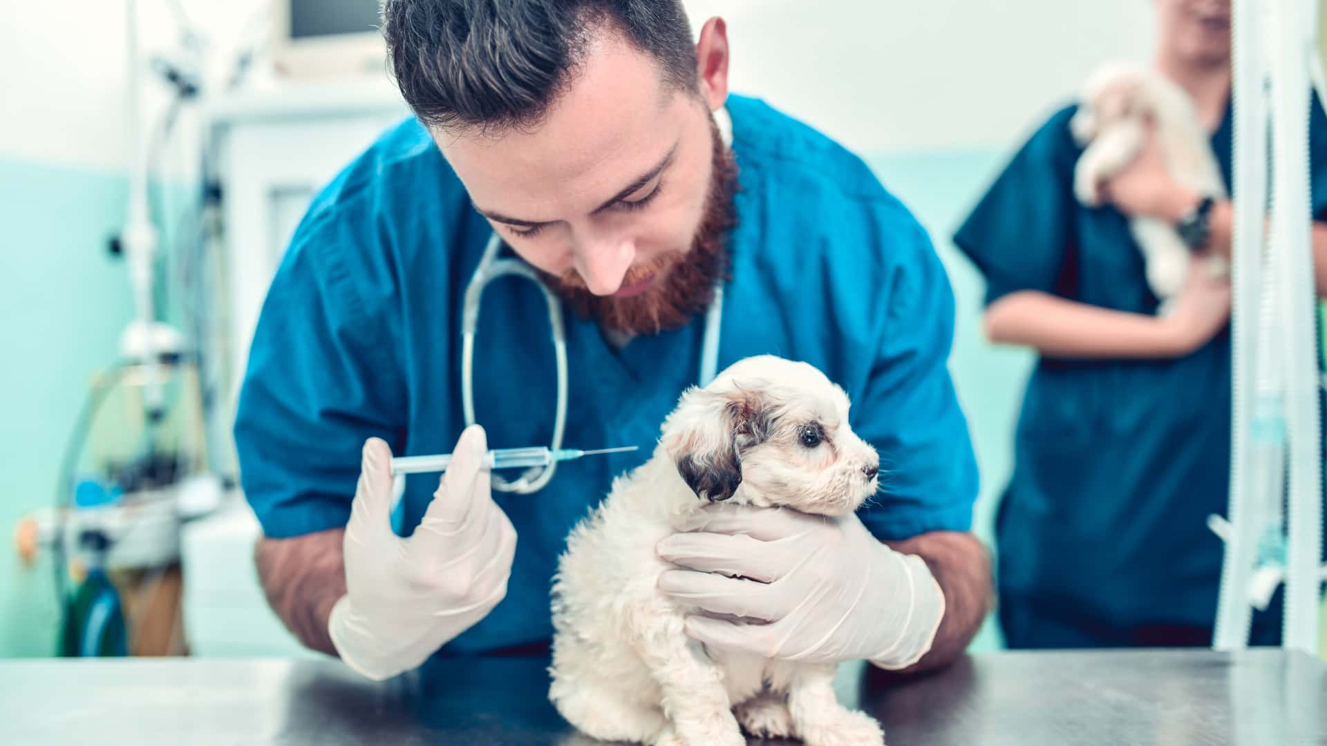 חיסון לגור כלבים