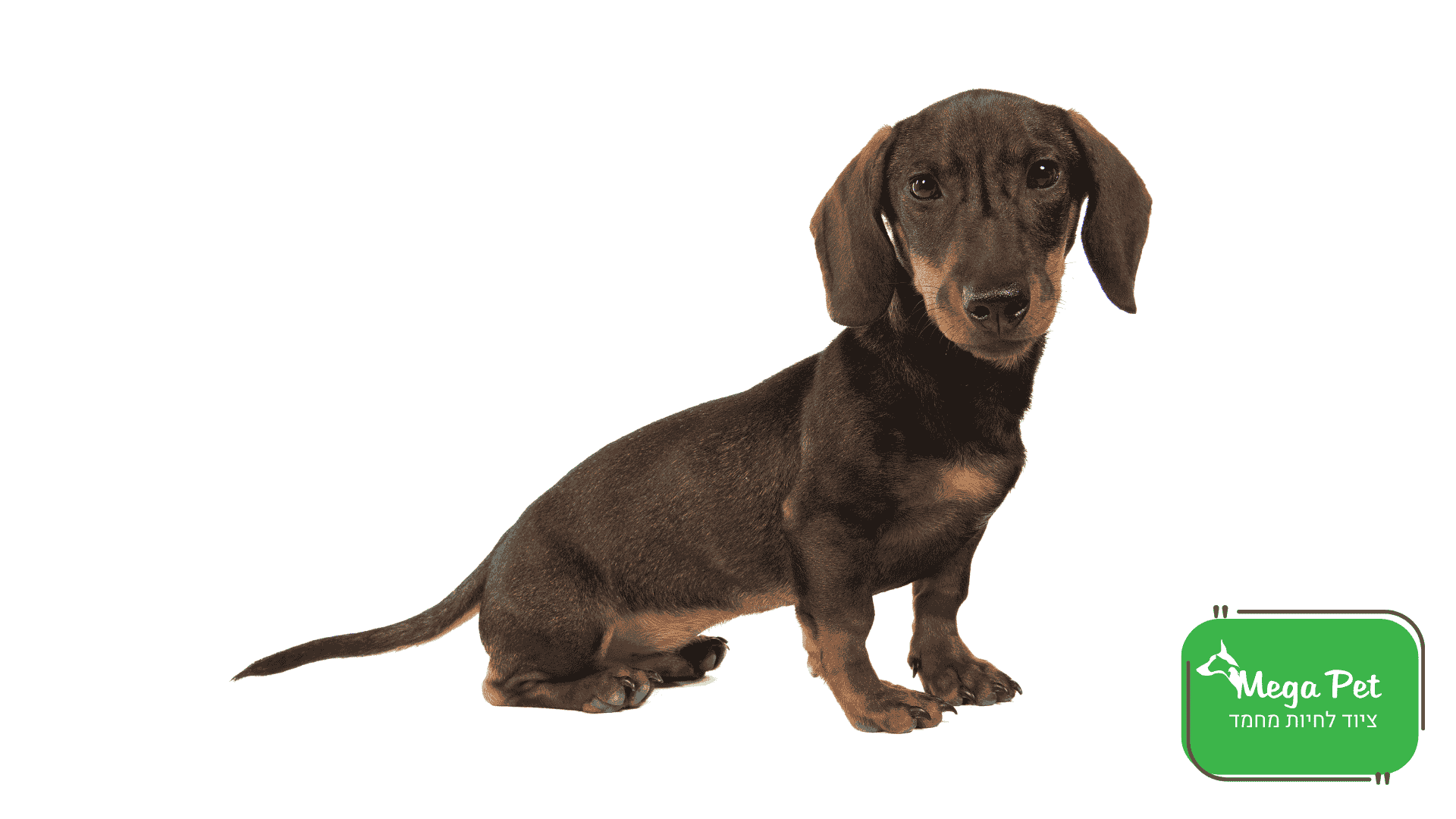 תחש (Dachshund) | מגה פט
