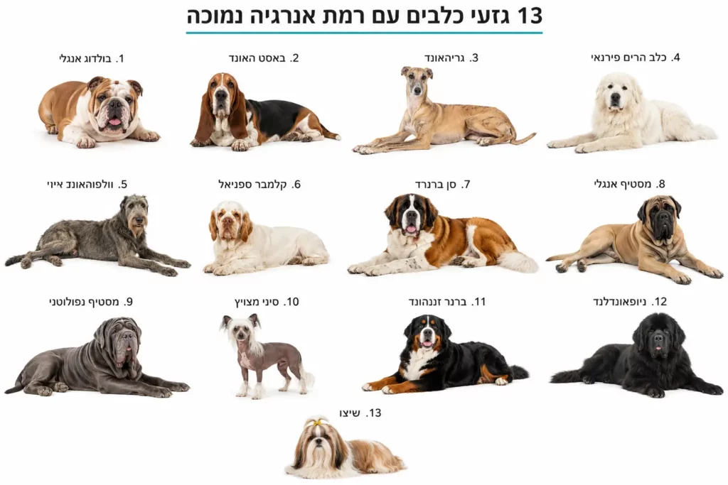 גזעי כלבים נוחים