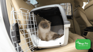 להרגיל חתול למנשא